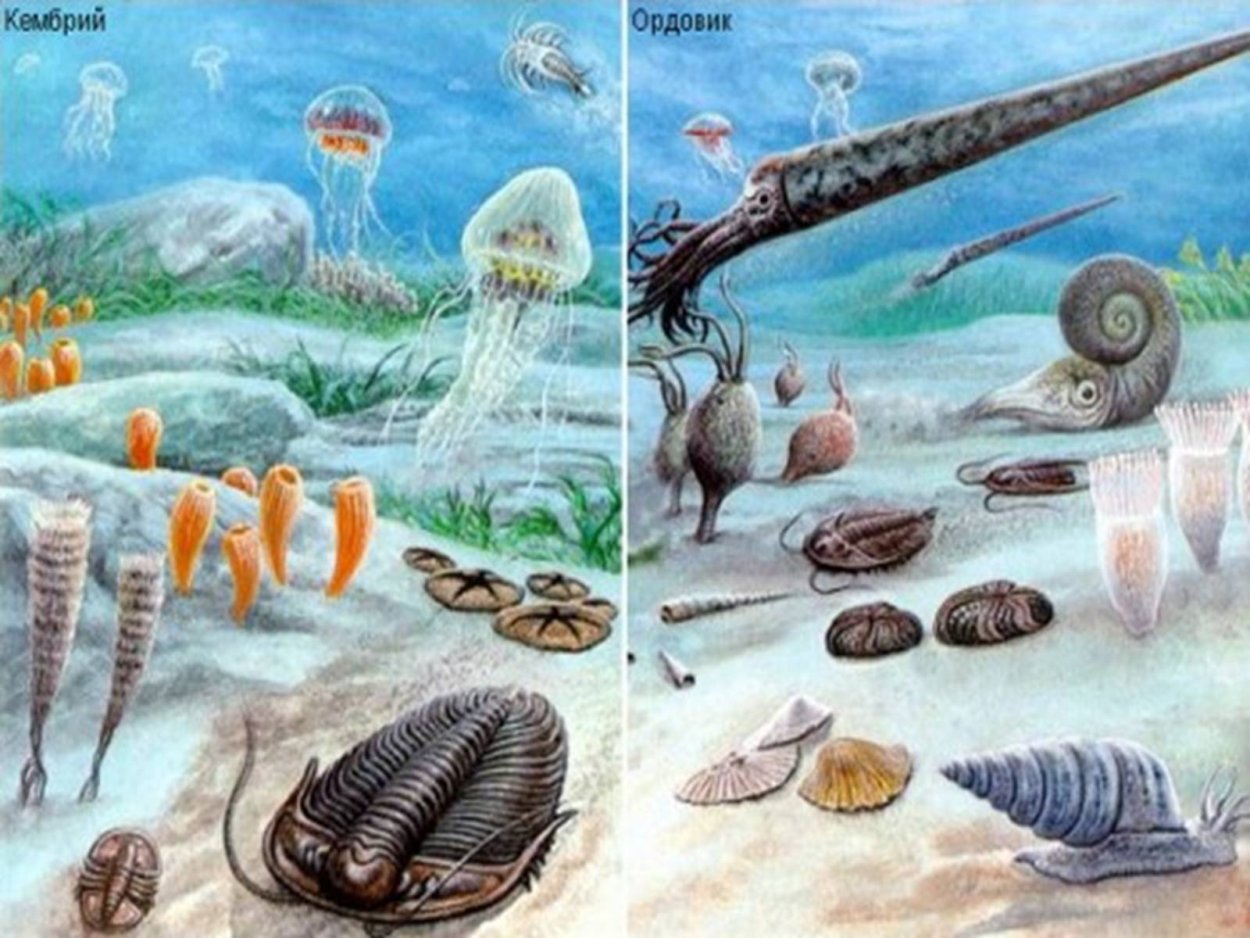Палеозой Эра Кембрий
