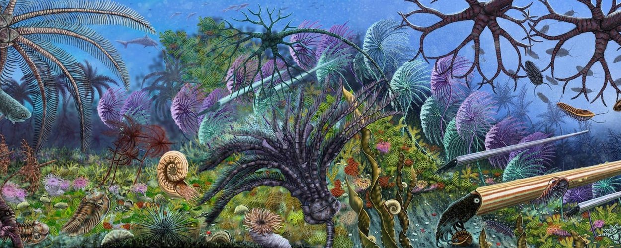 Каменноугольный период морские лилии