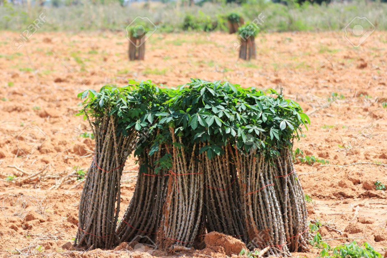 Тапиока как растет