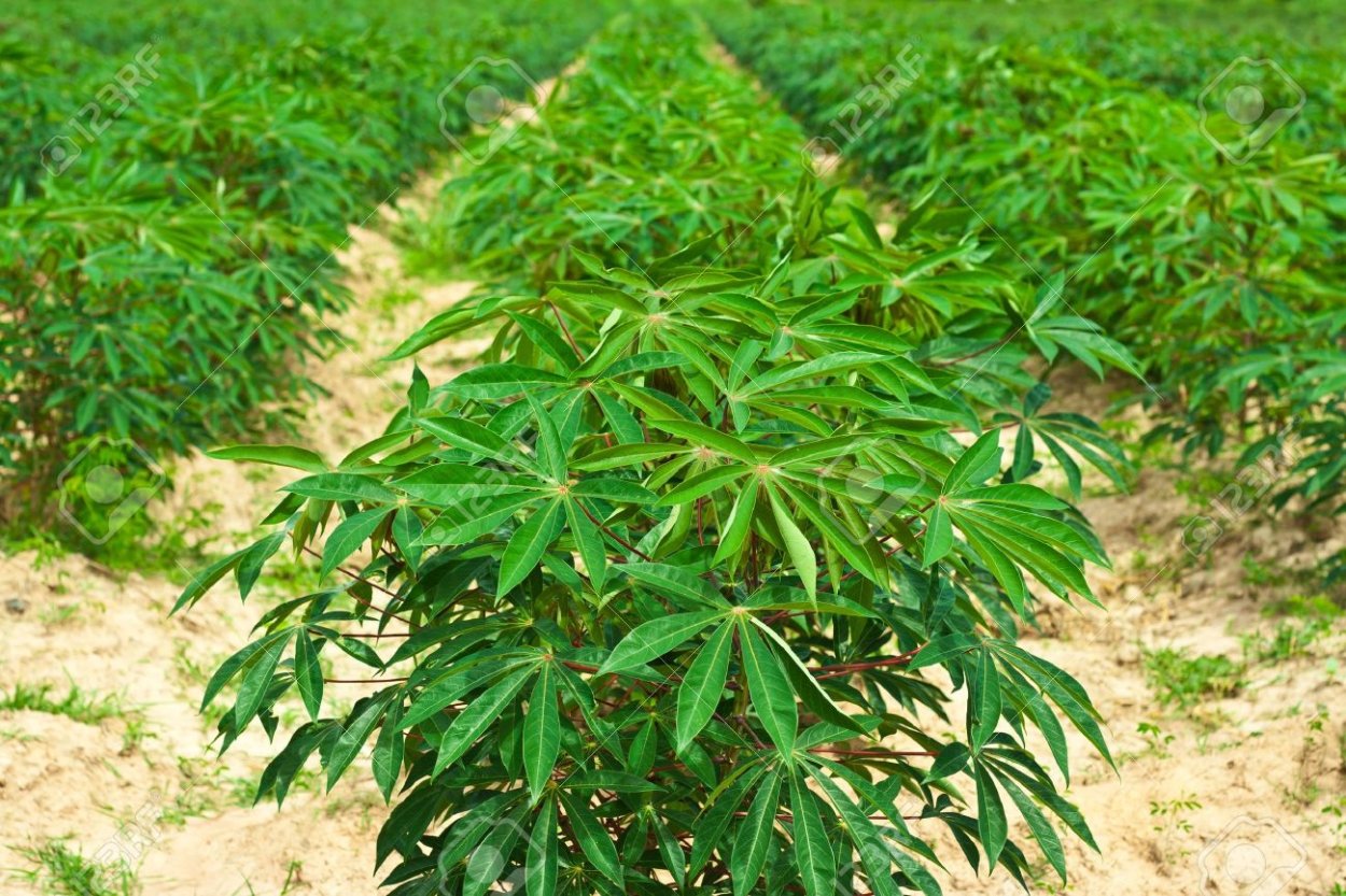 Цветущий маниок