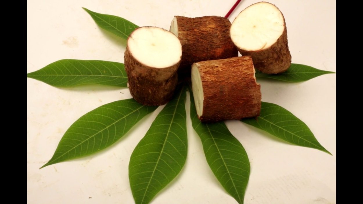 Тапиока РЗ маниока