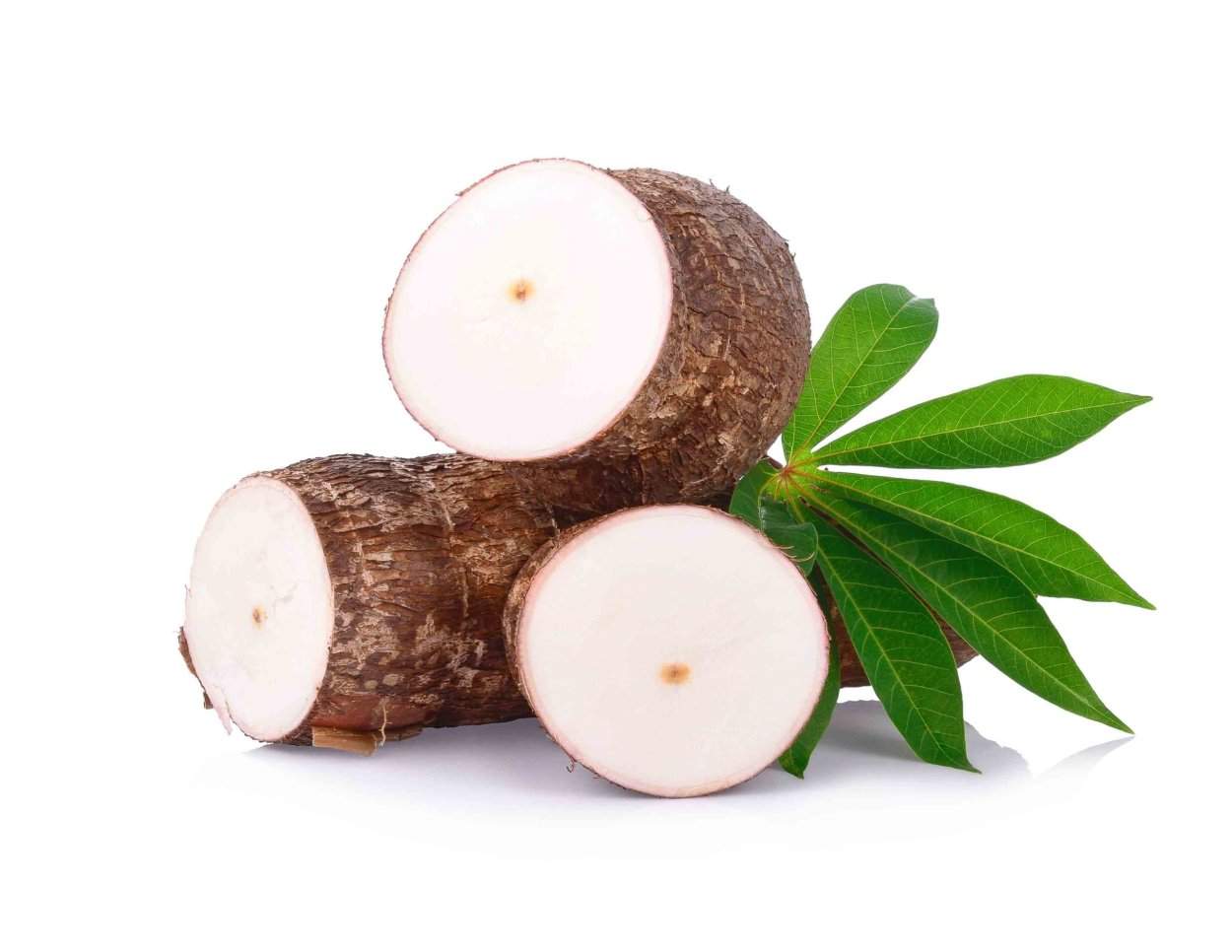 Тапиока растение