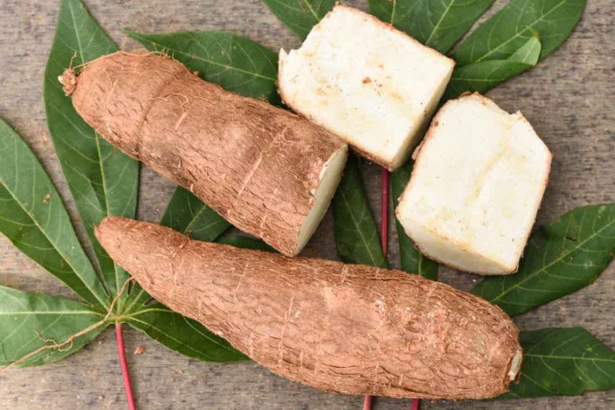 Маниока Бразилия