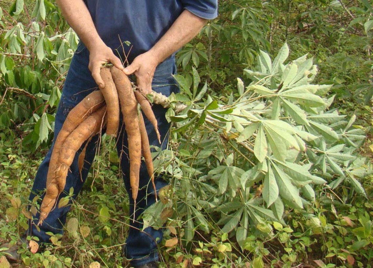 Маниока Вьетнам