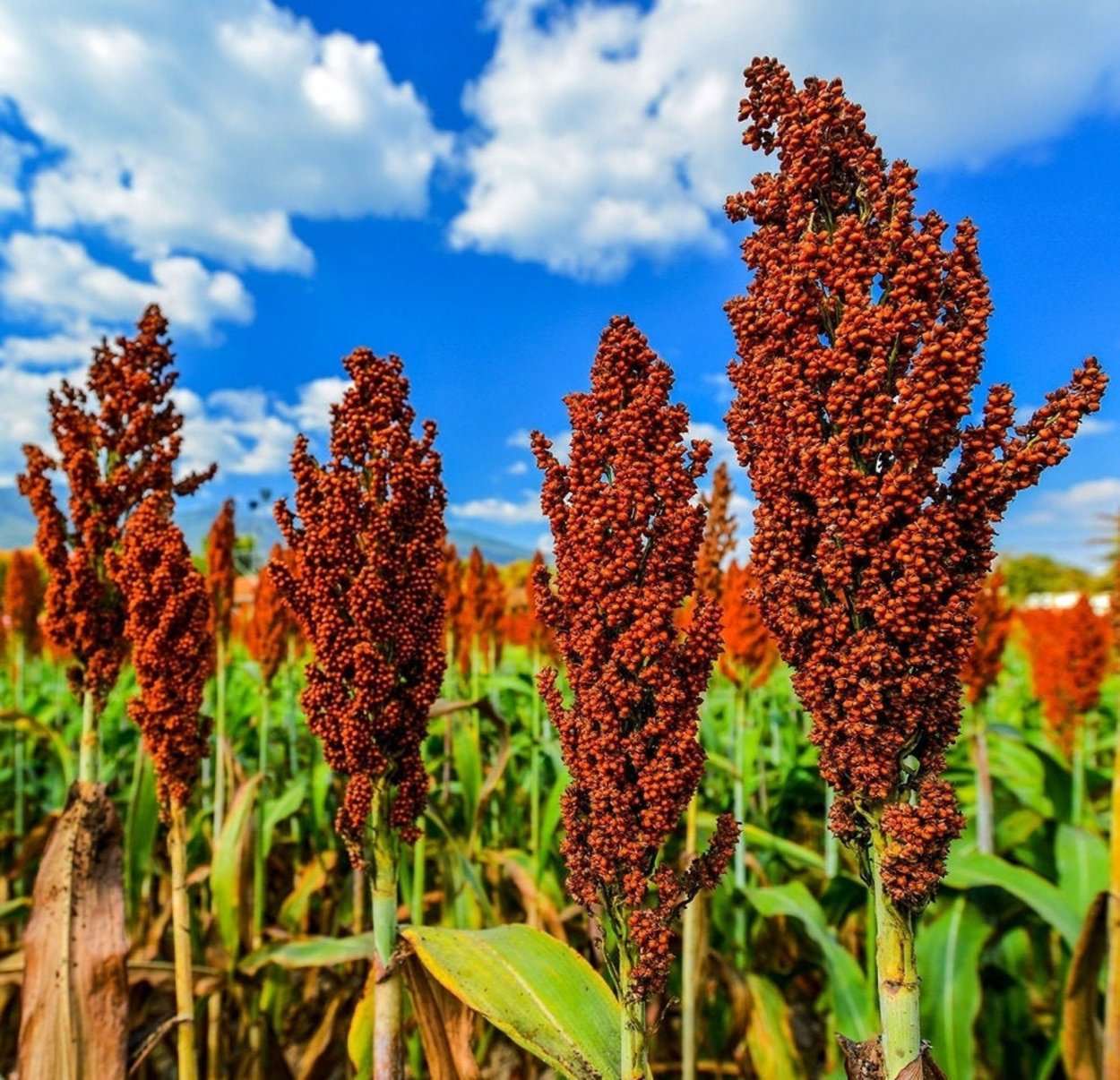 Гаолян сорго