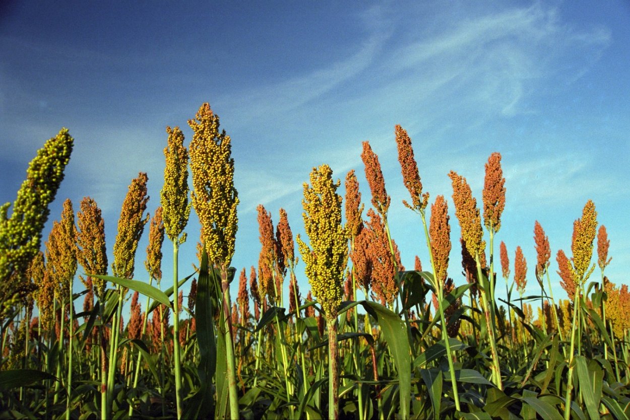Сорго злаки