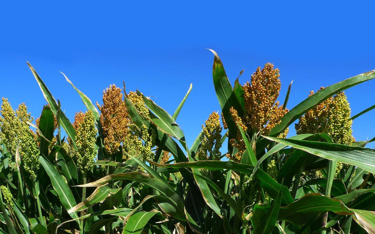 Сорго-суданковый гибрид