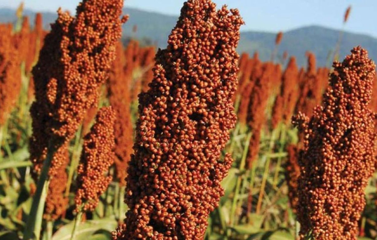 Обои джугара