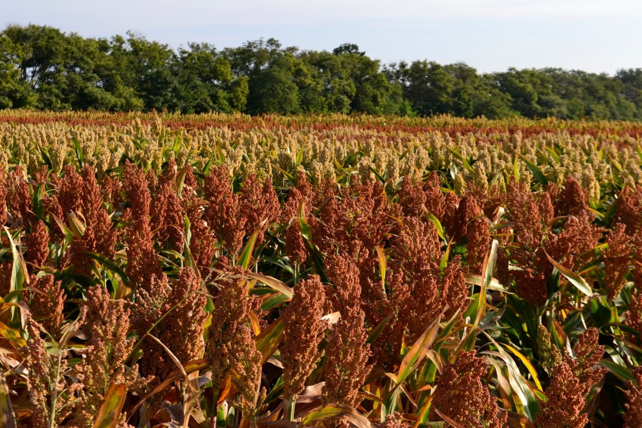 Сорго джугара