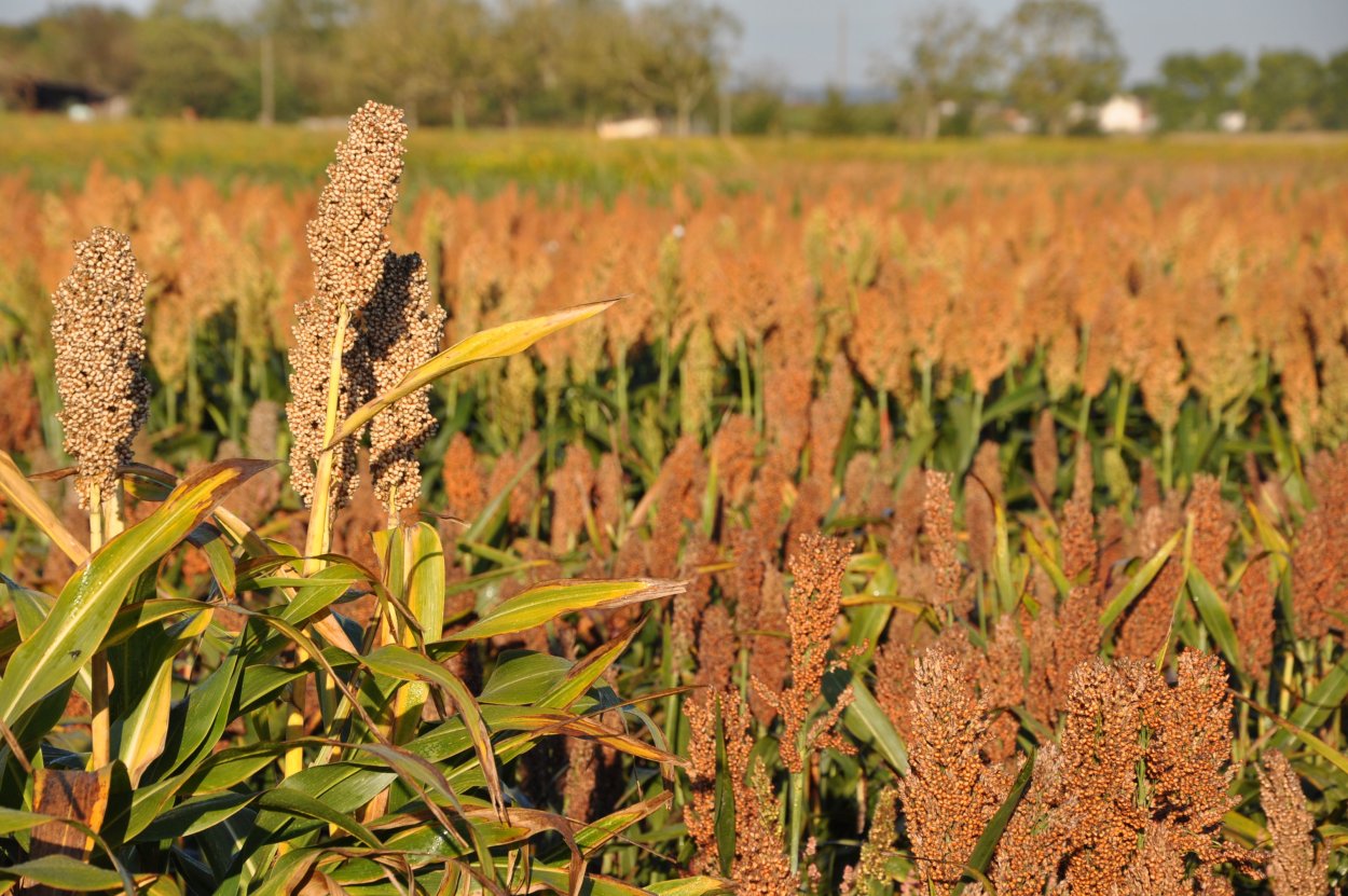 Суданка многолетняя трава