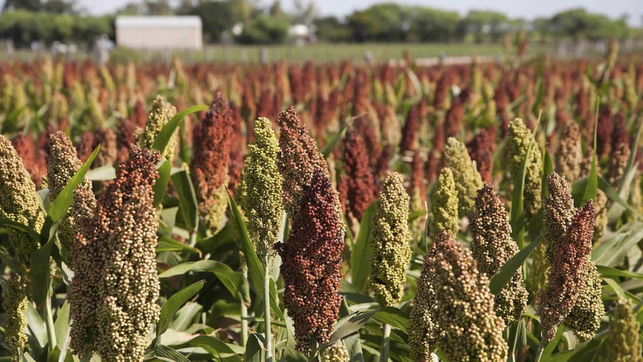 Sorghum Ear