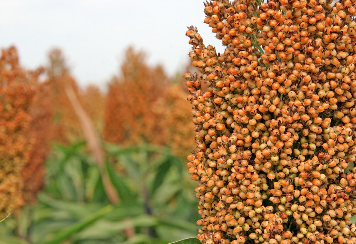 Сорго злаки