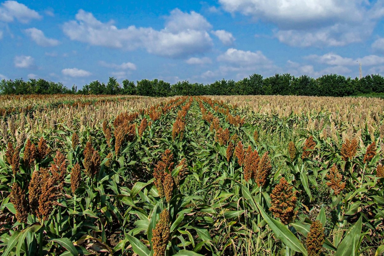 Поле сорго Аризона