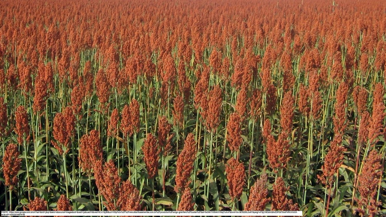 Сорго Обыкновенное джугара гаолян