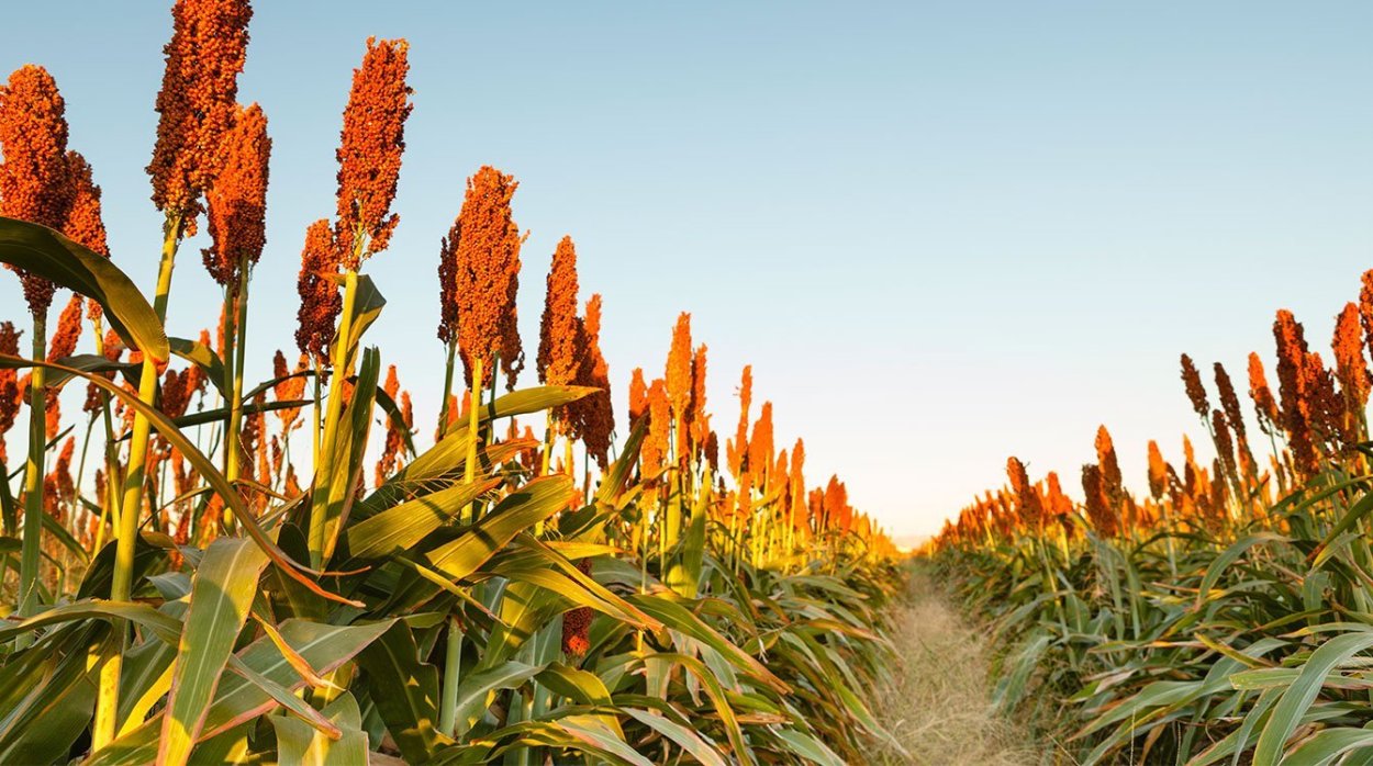 J Farm рисовое сорго