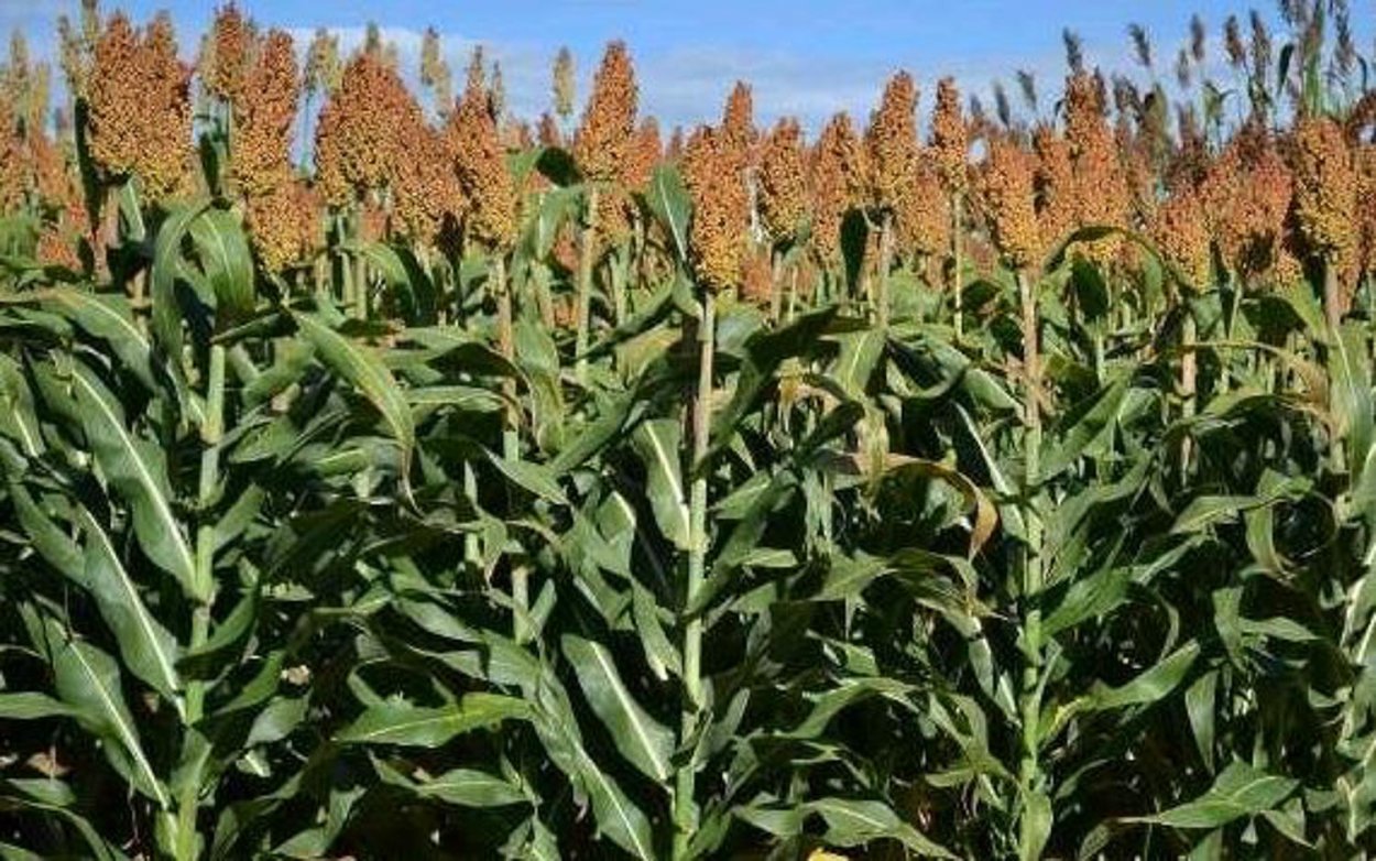 Хлебное сорго