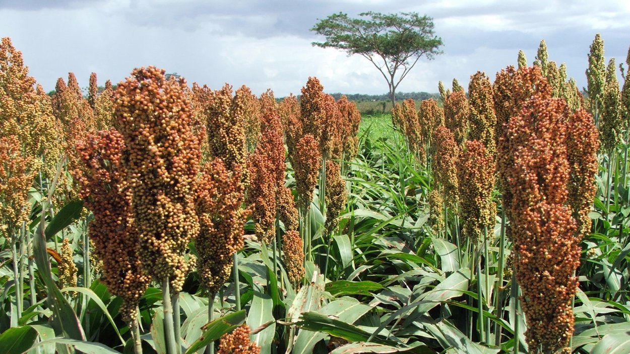 Кафрское сорго