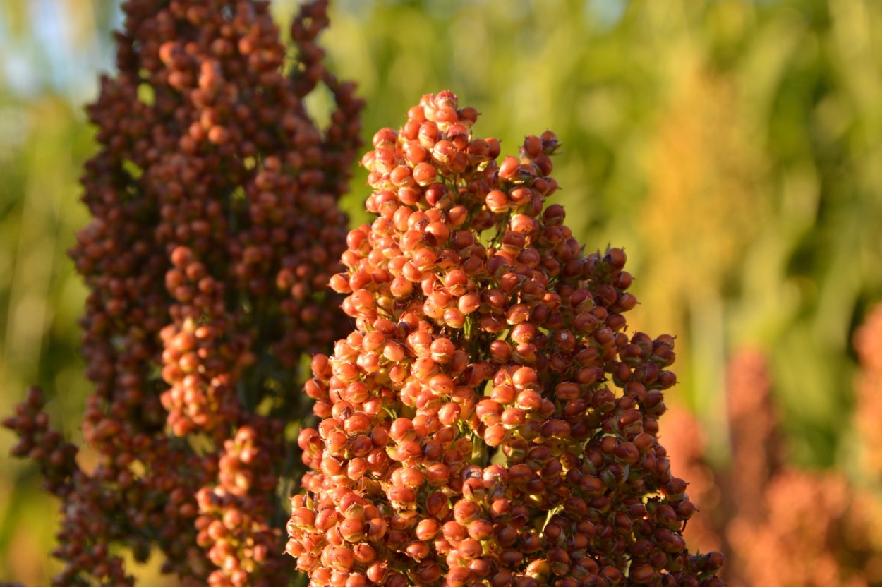 Гаолян сорго