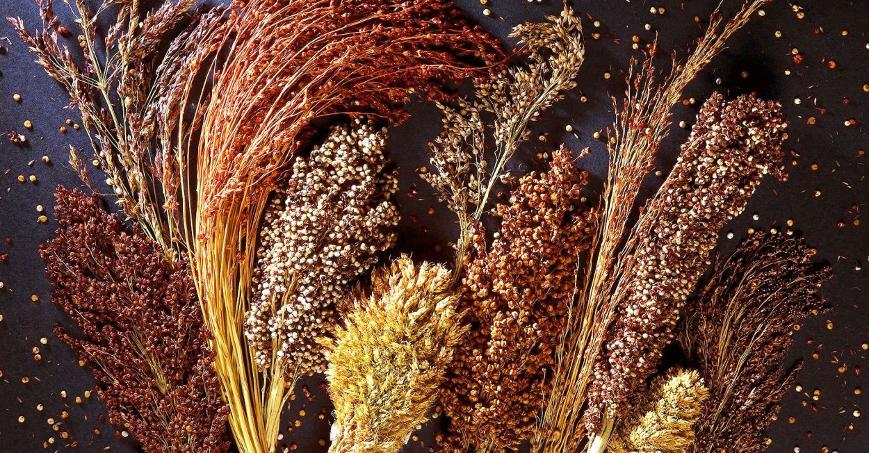 Сорго Массино