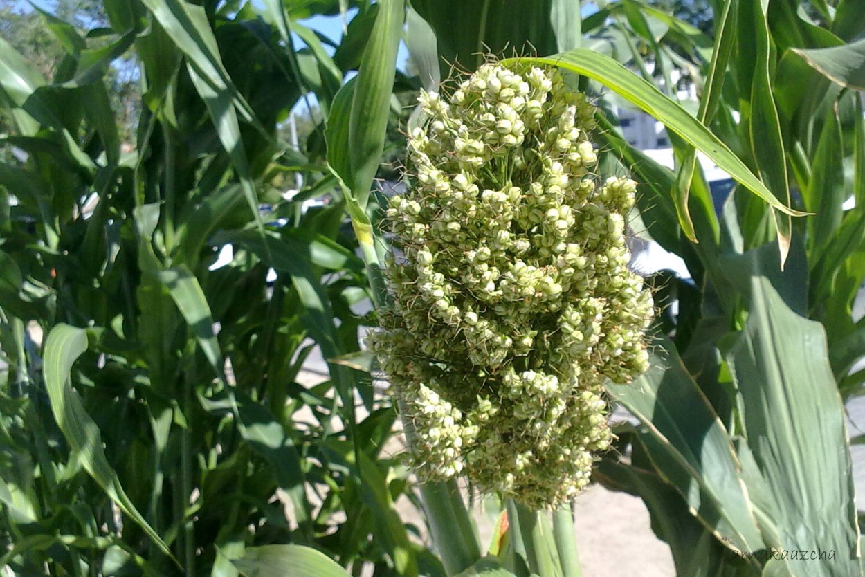 Сорго Колос