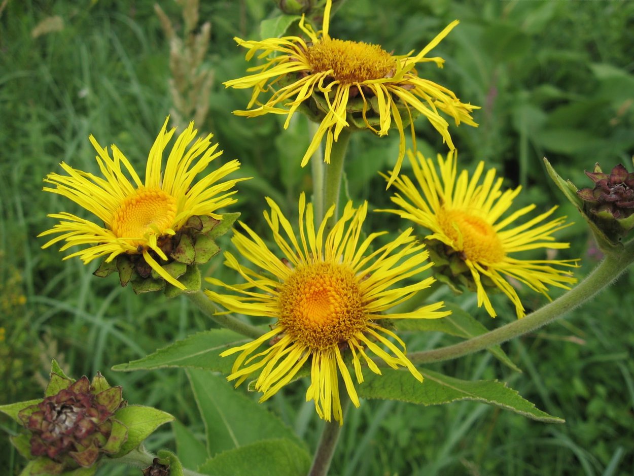 Девясил Сибирский Луговой