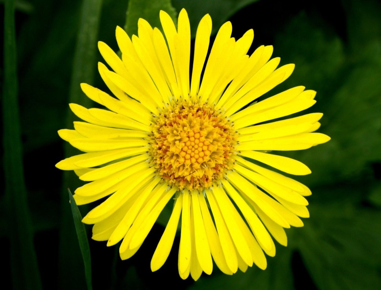 Желтая Арника