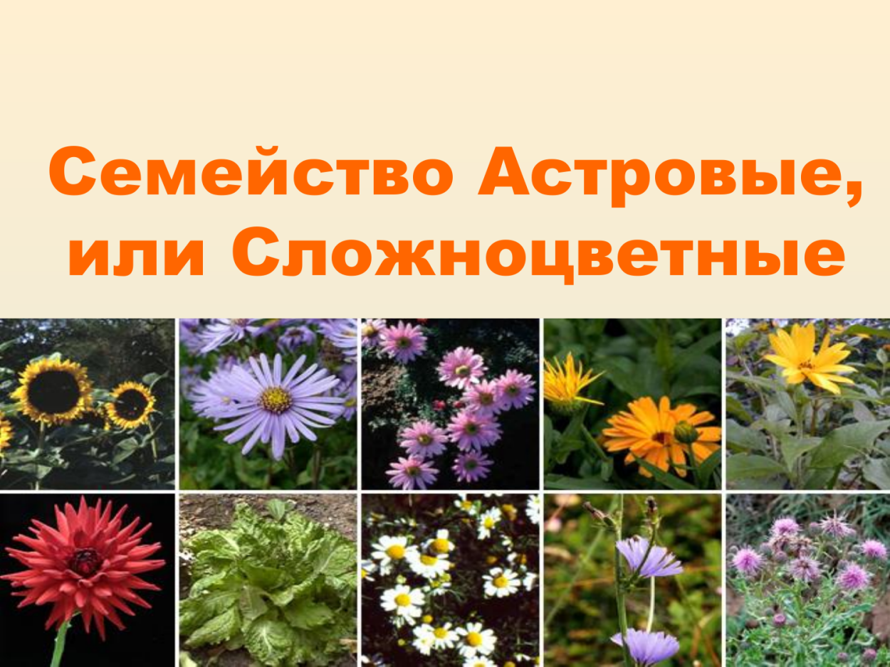 Трава семейства сложноцветных. Compositae (Asteraceae) - Сложноцветные. Цветы семейства астровых. Растения семейства Сложноцветные Астровые. Класс Астровые.