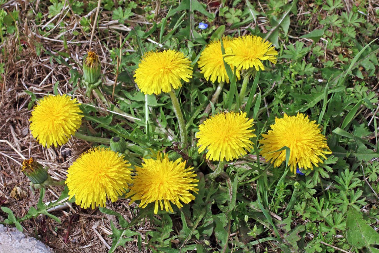 Taraxacum officinale f.h.Wigg. – Одуванчик лекарственный