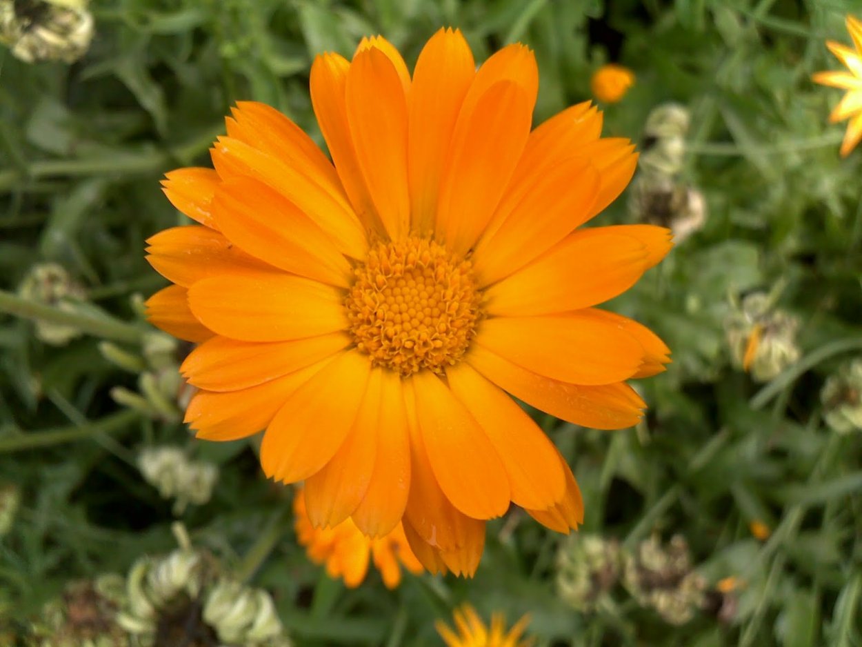 Календула Сложноцветные