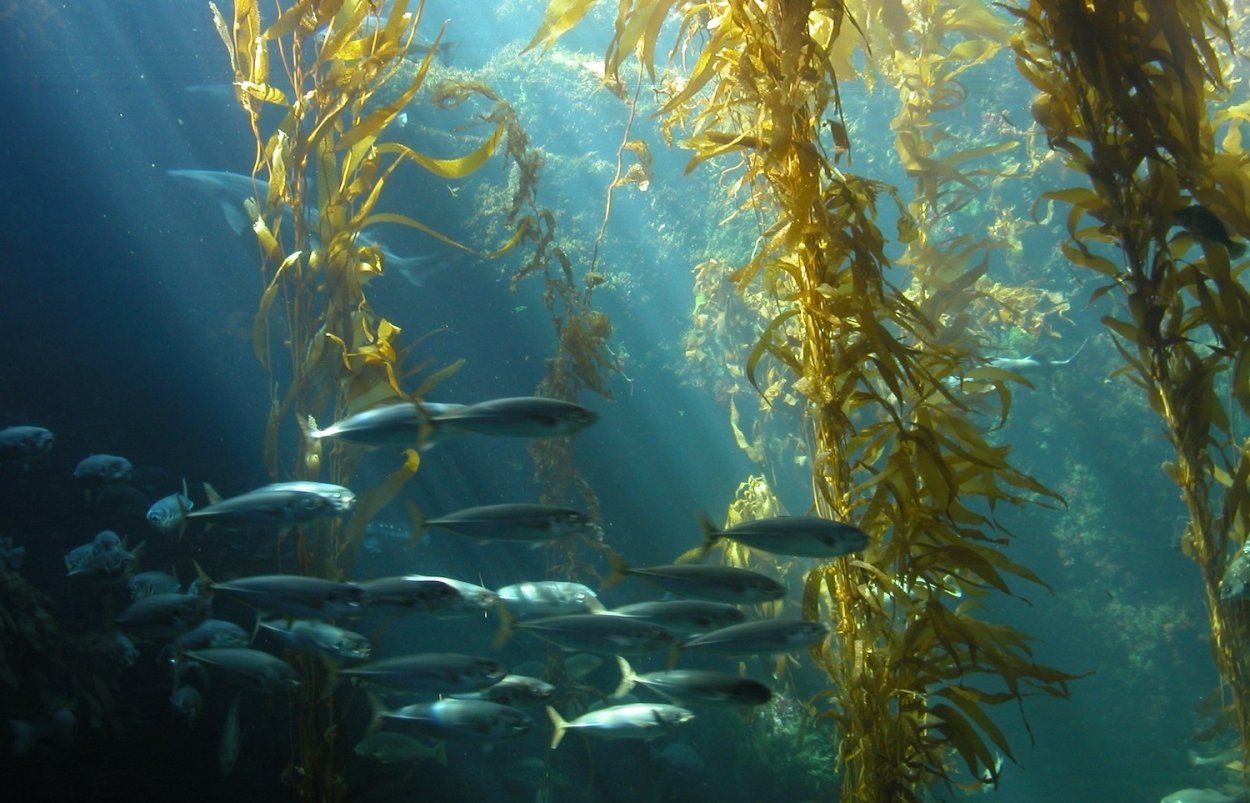 Ламинария макроцистис