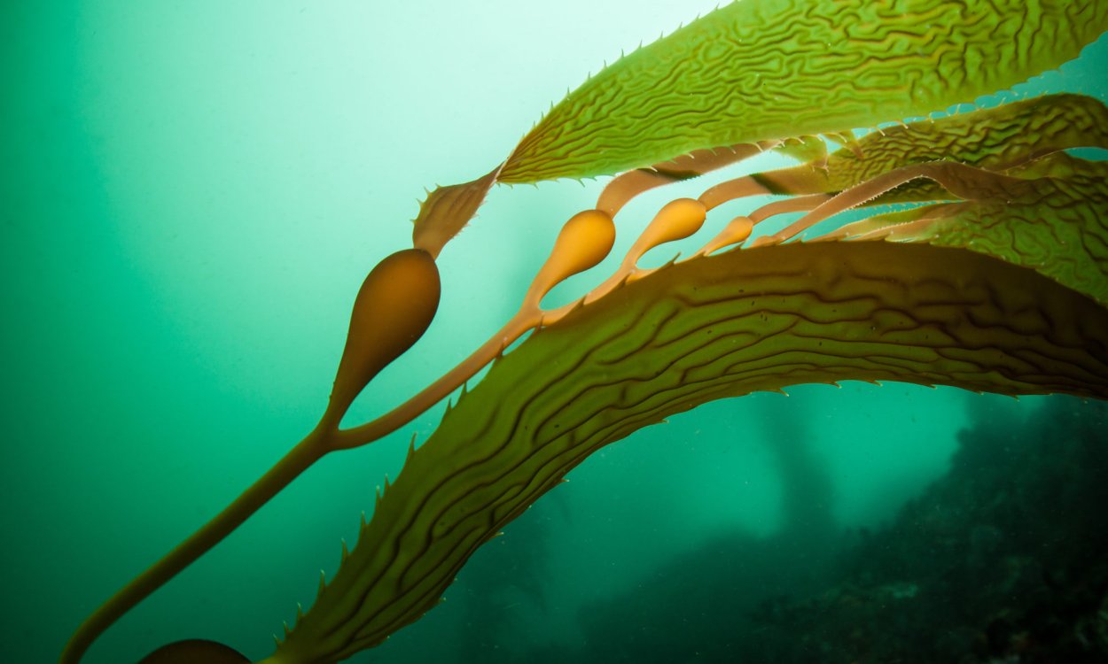 Дом из водорослей макроцистис