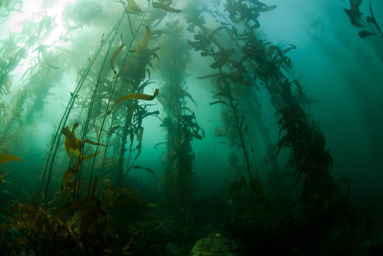 Морские водоросли ундария перистая и ламинария