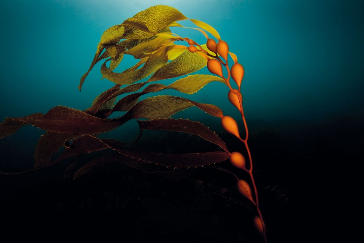 Бурые водоросли макроцистис