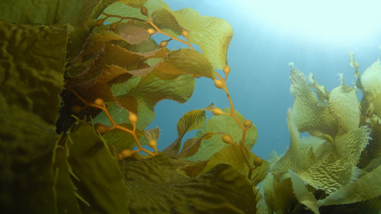 Водоросли инфа