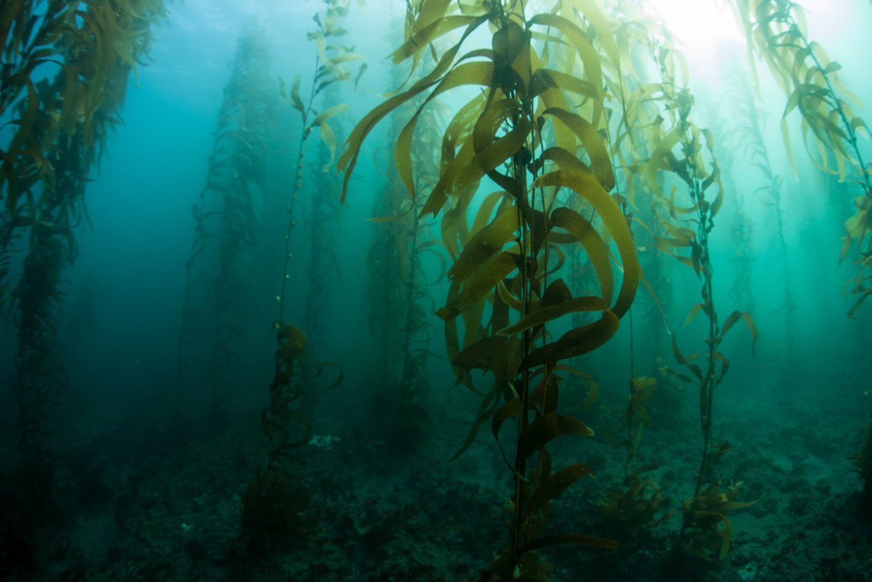 Kelp Forest ЮАР