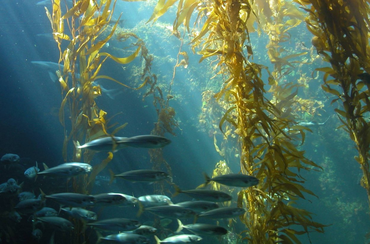 Бурые водоросли ламинария