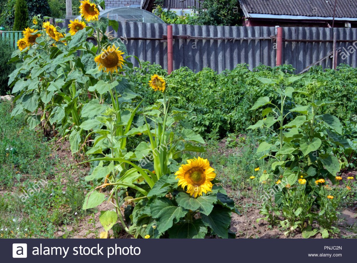 Подсолнух на грядке