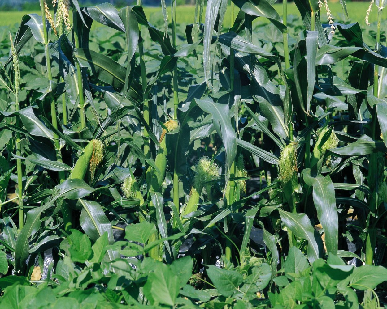 Кукуруза початок