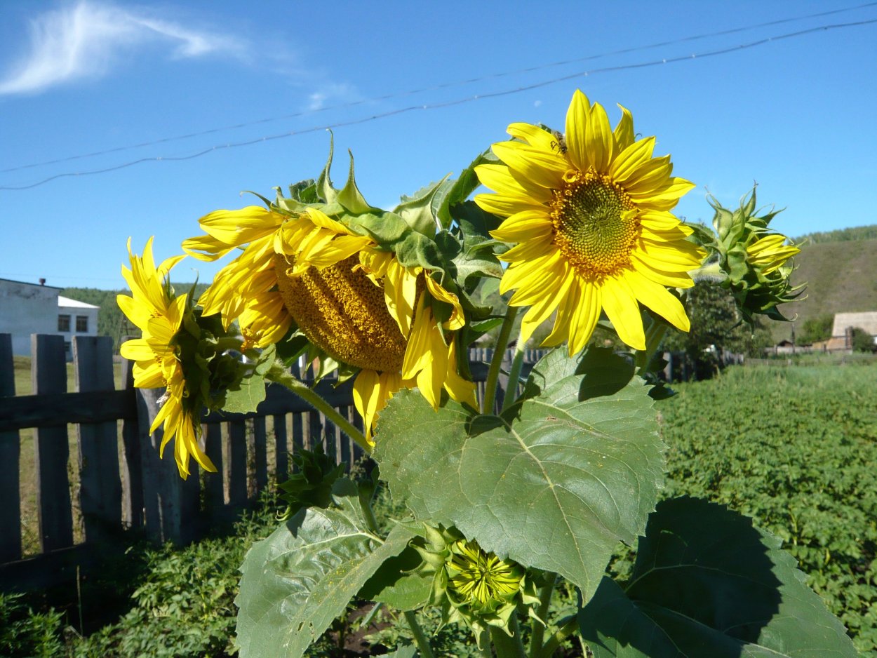 Забор с подсолнухами