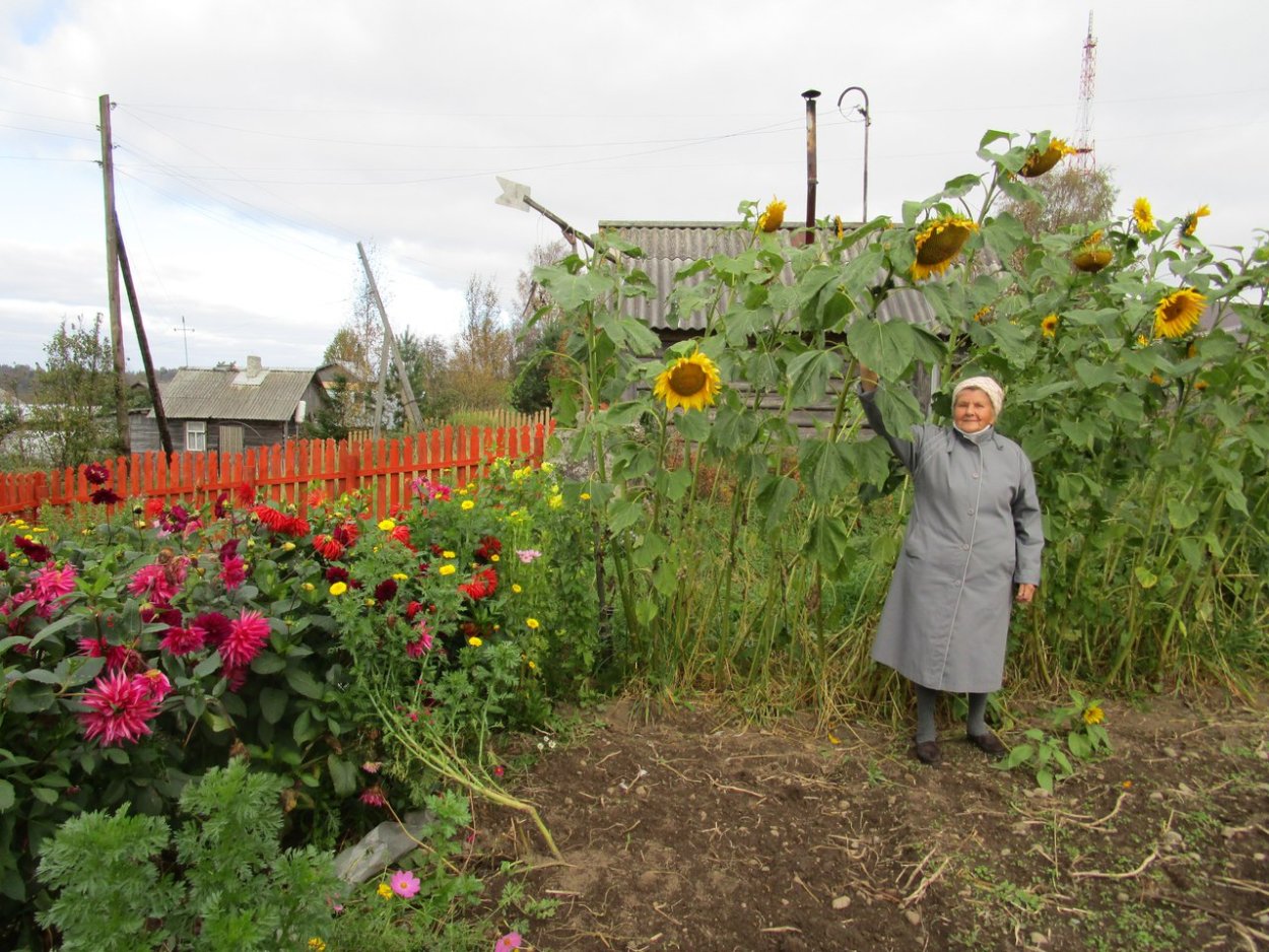 Подсолнухи на участке