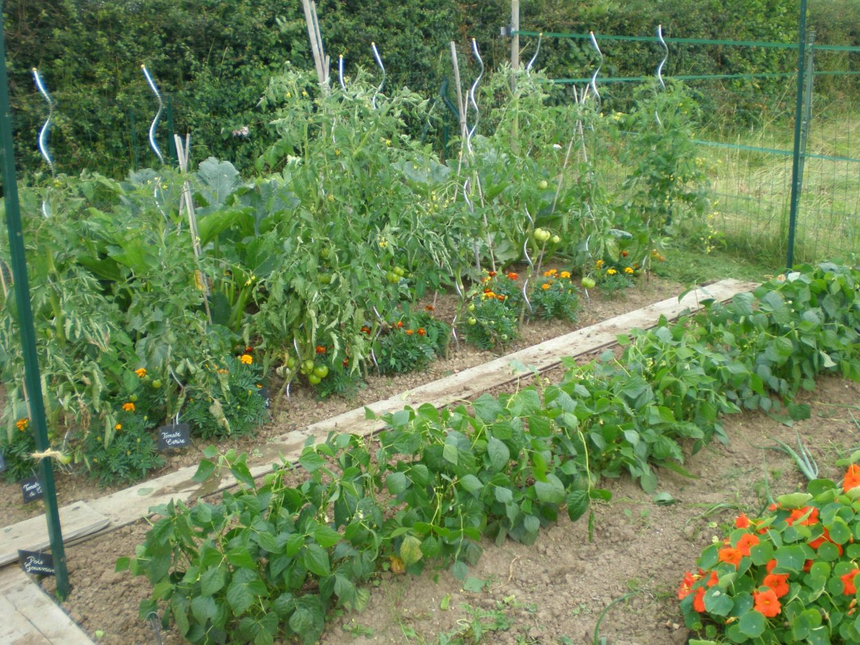 Помидор на грядке один