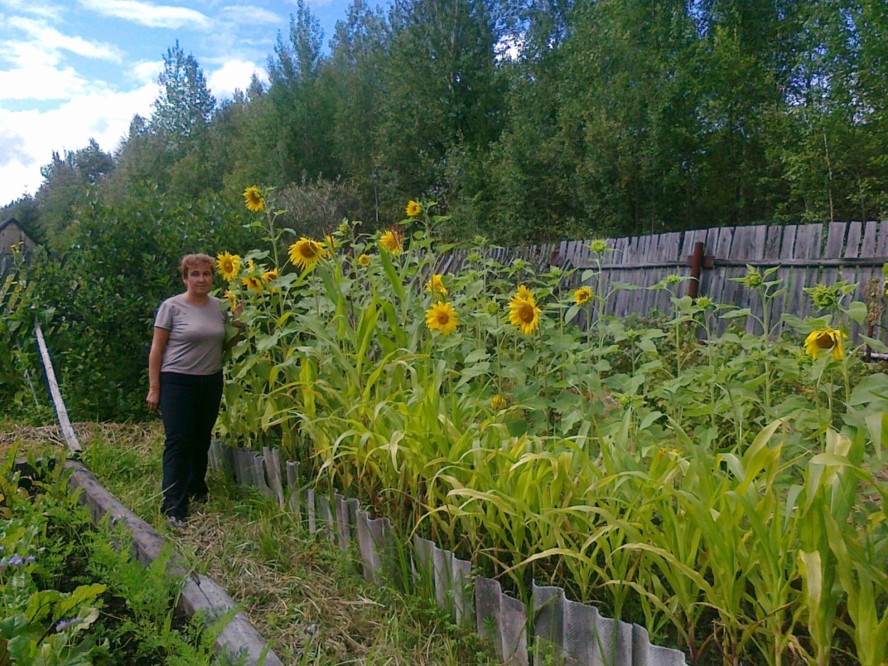 Декоративные Подсолнухи вдоль забора