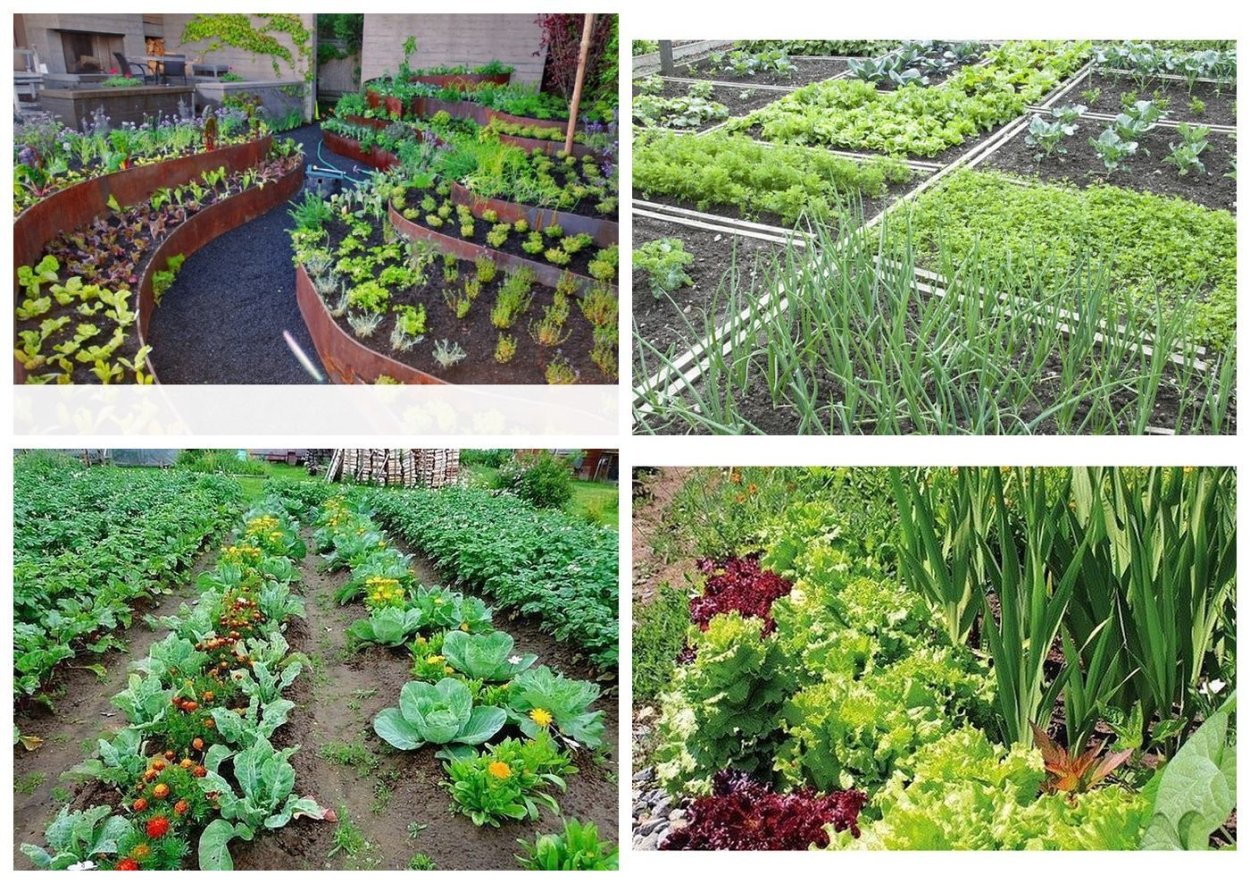 Совместные посадки с горохом