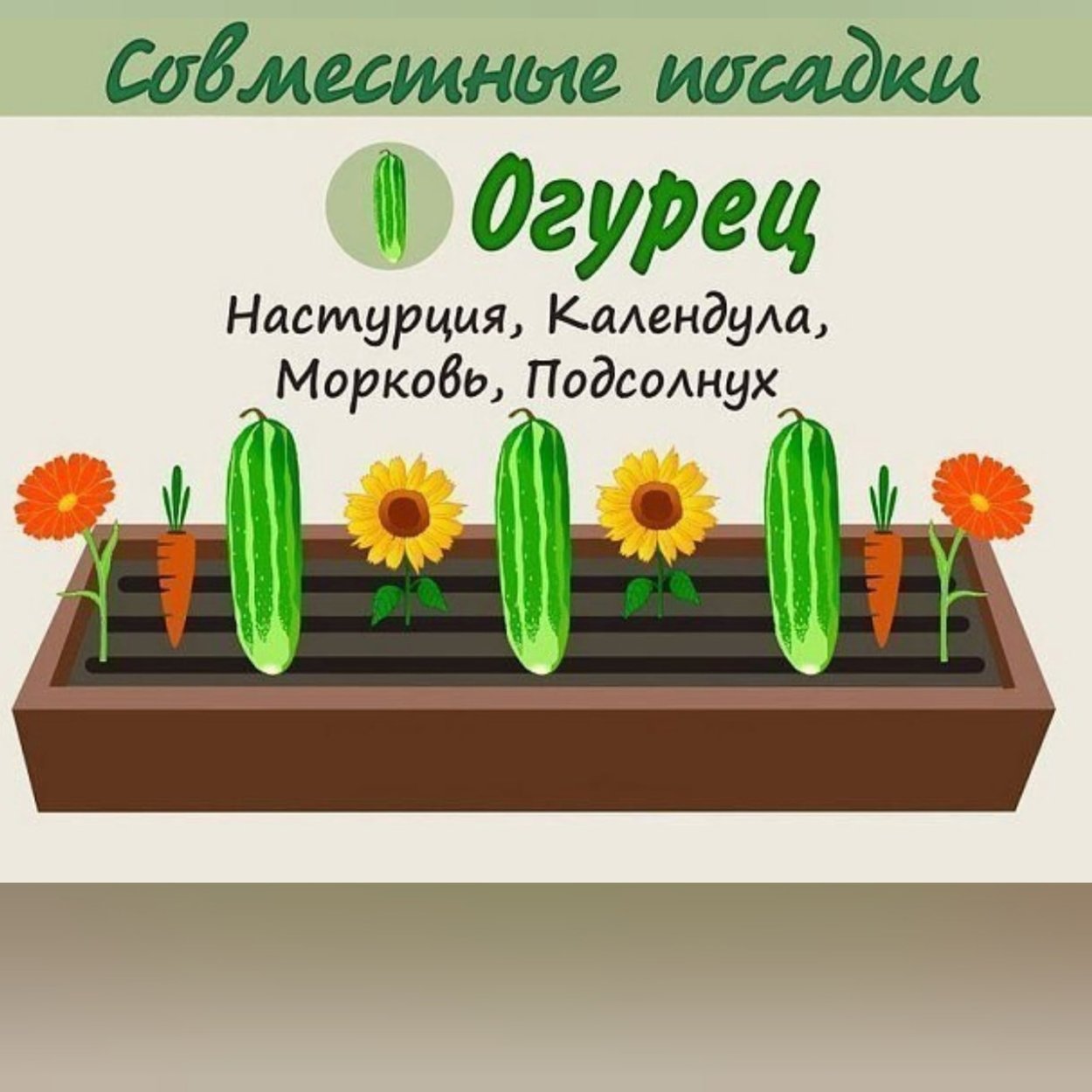 Взаимовыгодное соседство овощей