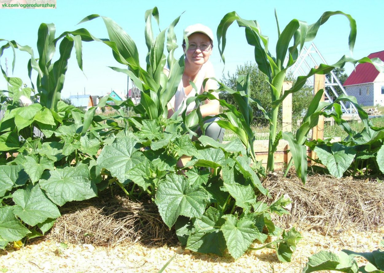 Огурцы с кукурузой посадка