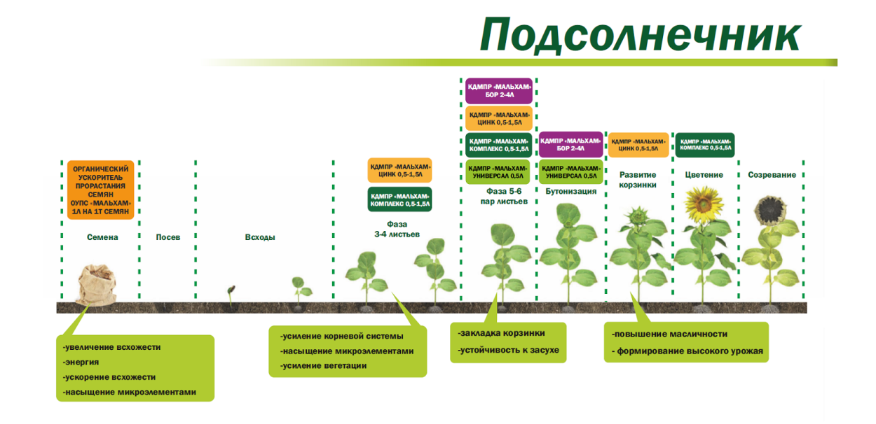 Схема удобрения подсолнечника