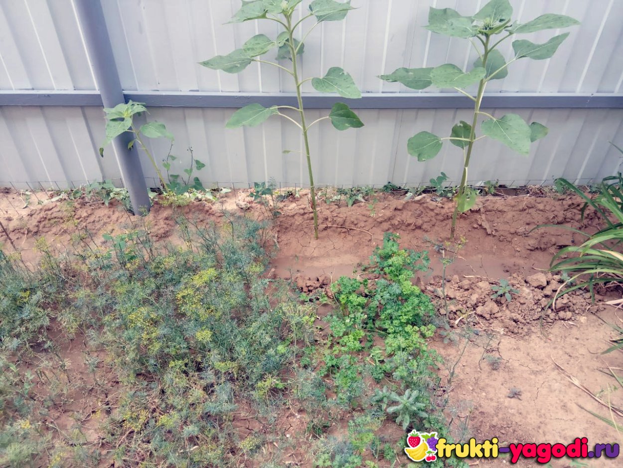 Соседи подсолнуха на грядке