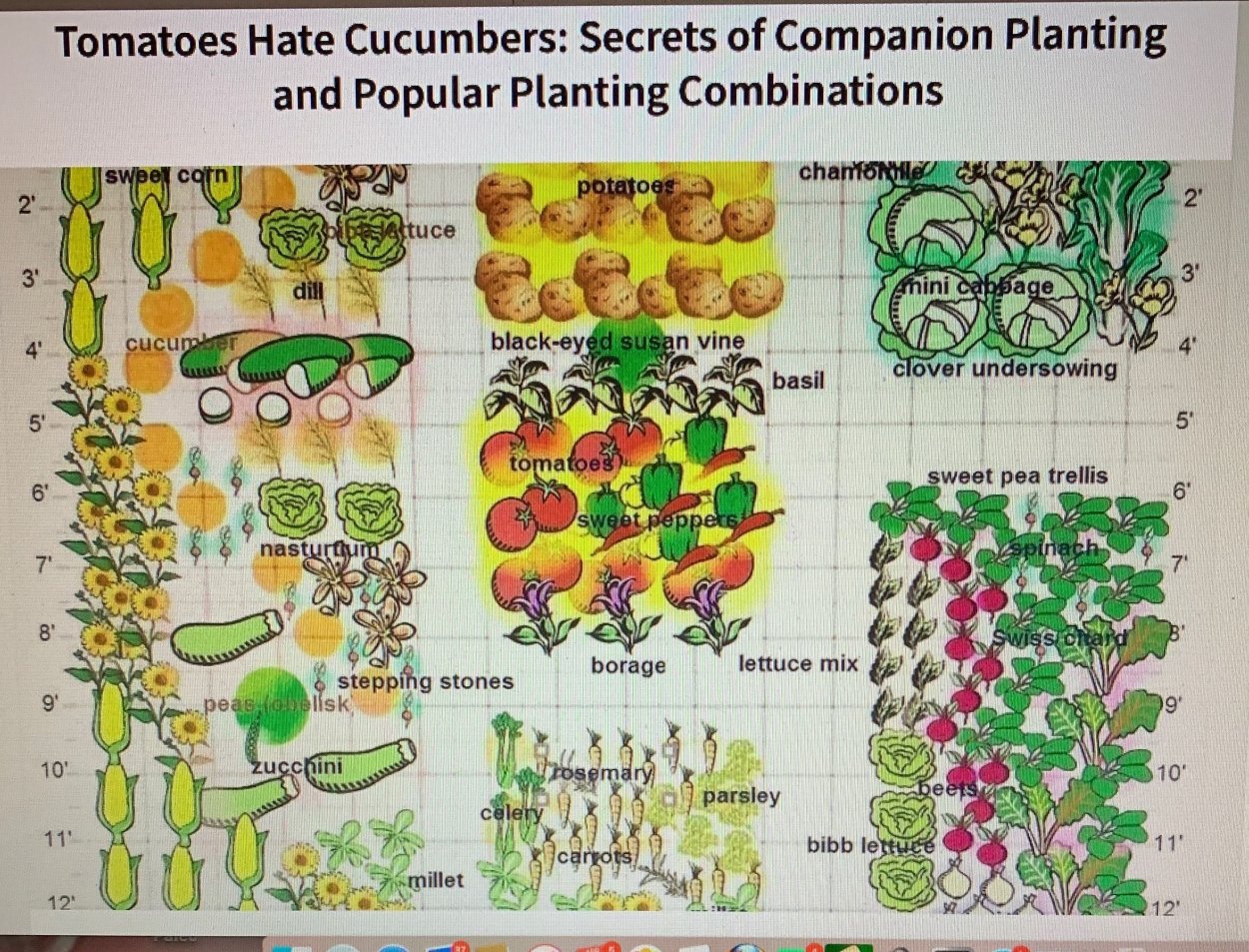 Схема смешанных посадок овощей