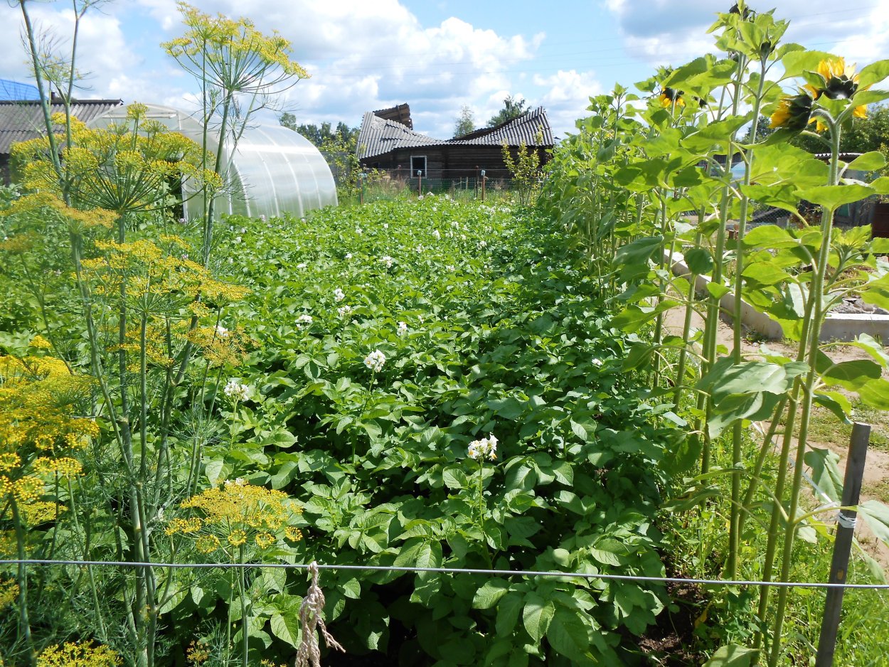 Подсолнух и горох на одной грядке