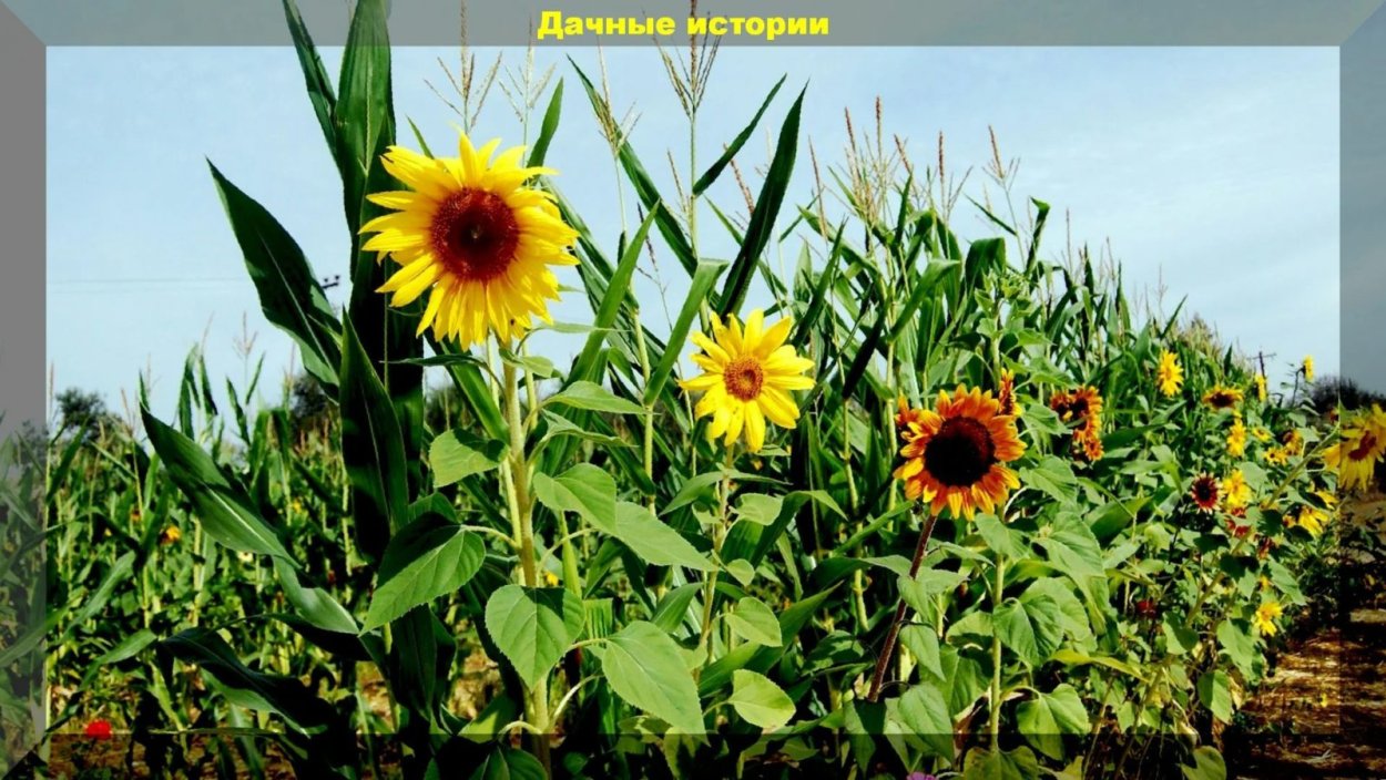 Кукуруза и подсолнечник